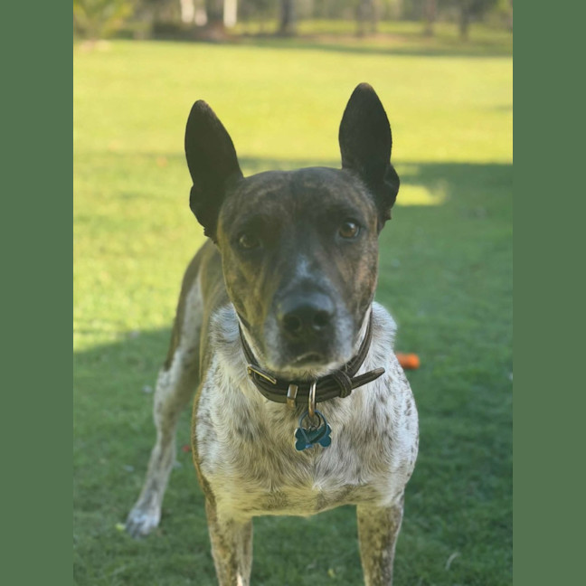 Photo of Koda 