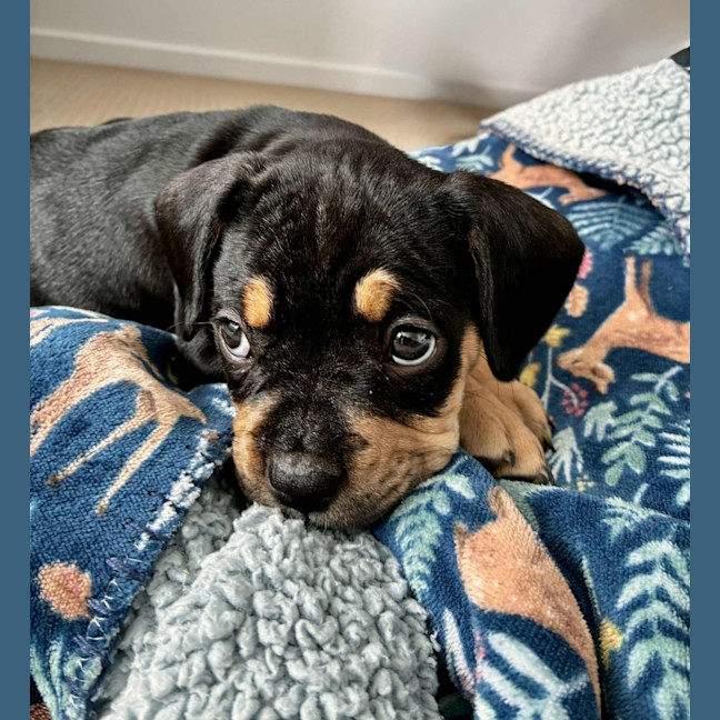 Photo of Maisy – 3 Month Old French Bulldog X