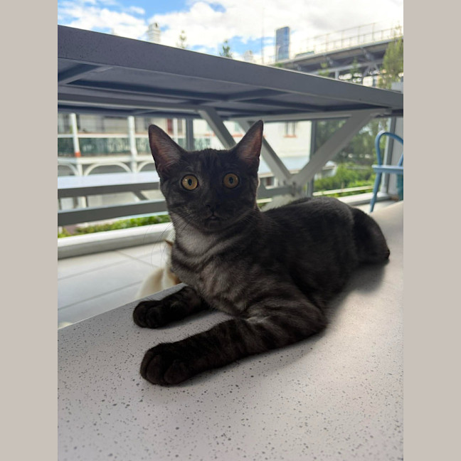 Photo of Meeko