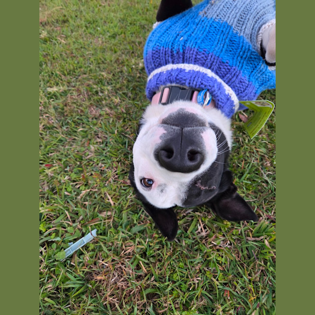 Photo of Annie