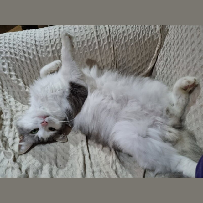 Photo of Nala