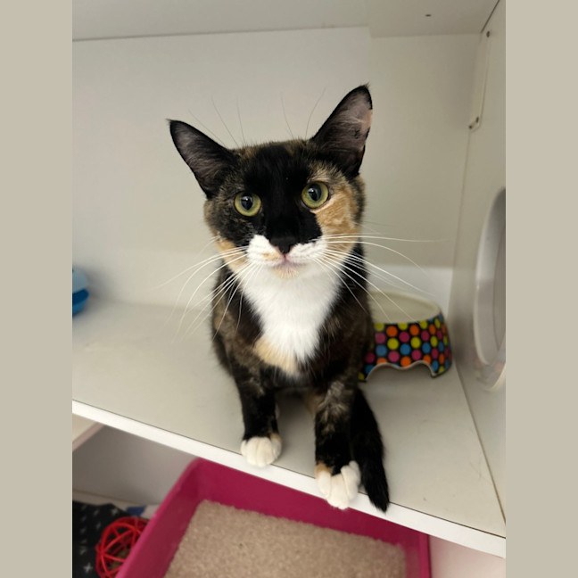 Photo of Jelly Belly