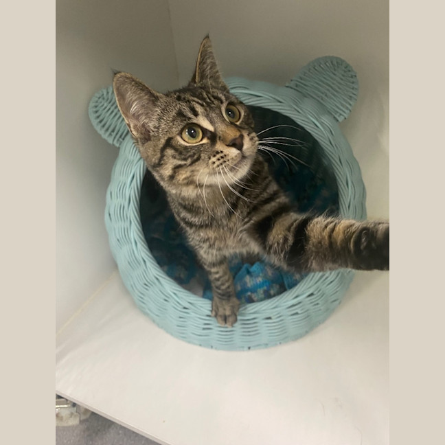 Photo of Millhouse   Petstock Invermay