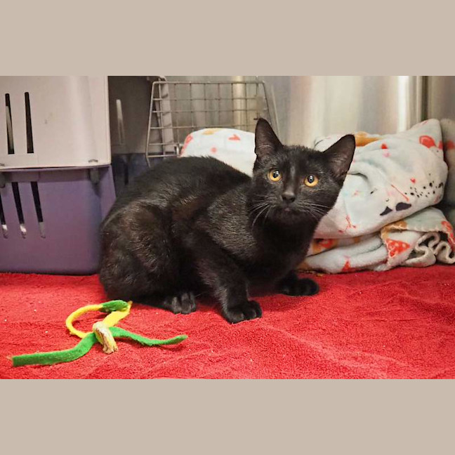 Photo of Cinder