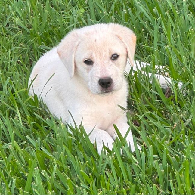 Photo of Marley 🐾🐶