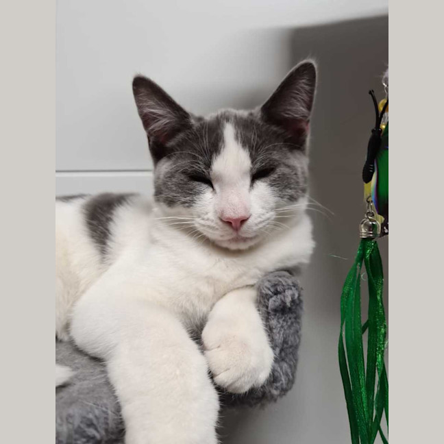 Photo of Earl Grey