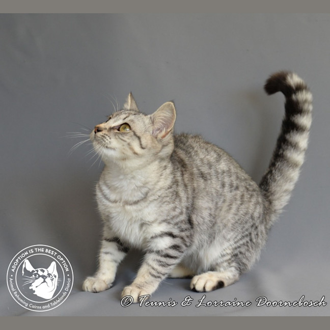 Photo of Twinkletoez