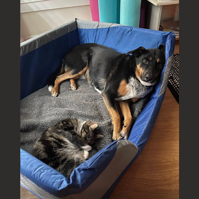 Photo of Cooper   8 Year Old Kelpie X