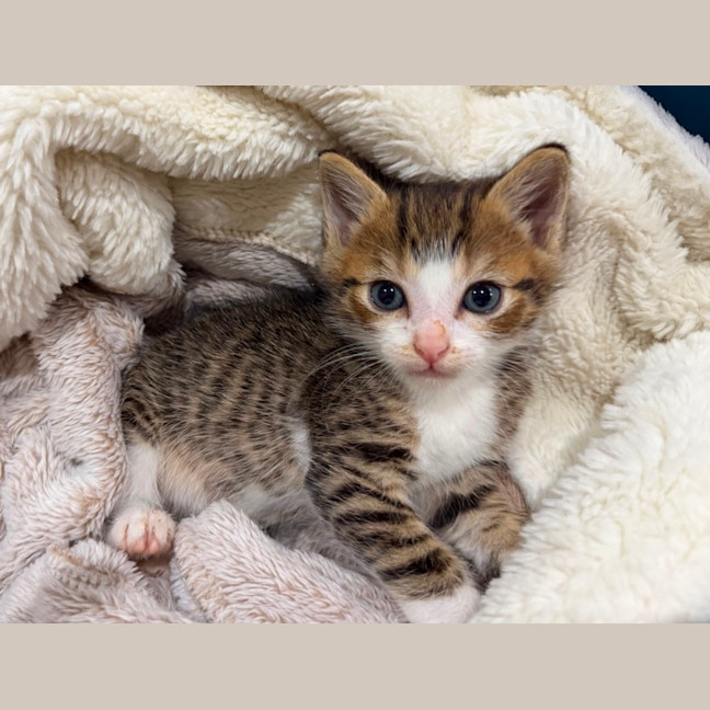 Photo of Claude