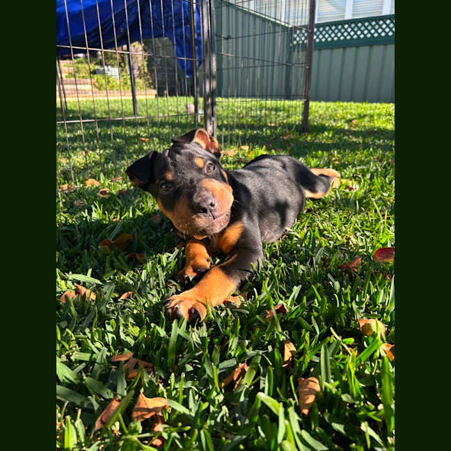 Photo of Bear 🐻 