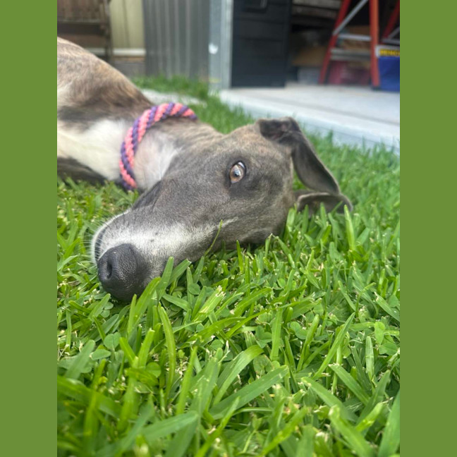 Photo of Zoe, The 1year Old Greyhound