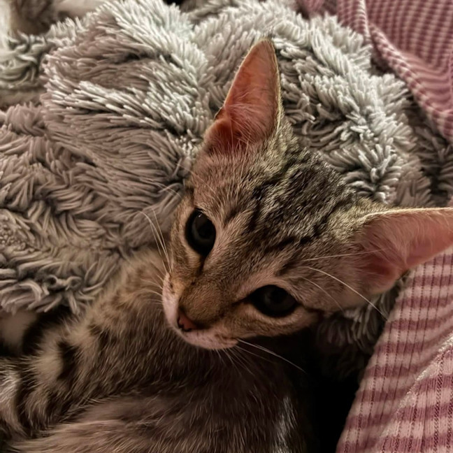Photo of Mulder