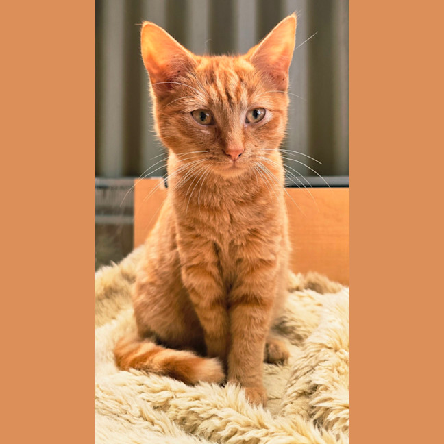 Photo of Dorito