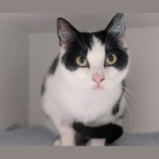 Photo of Putunia