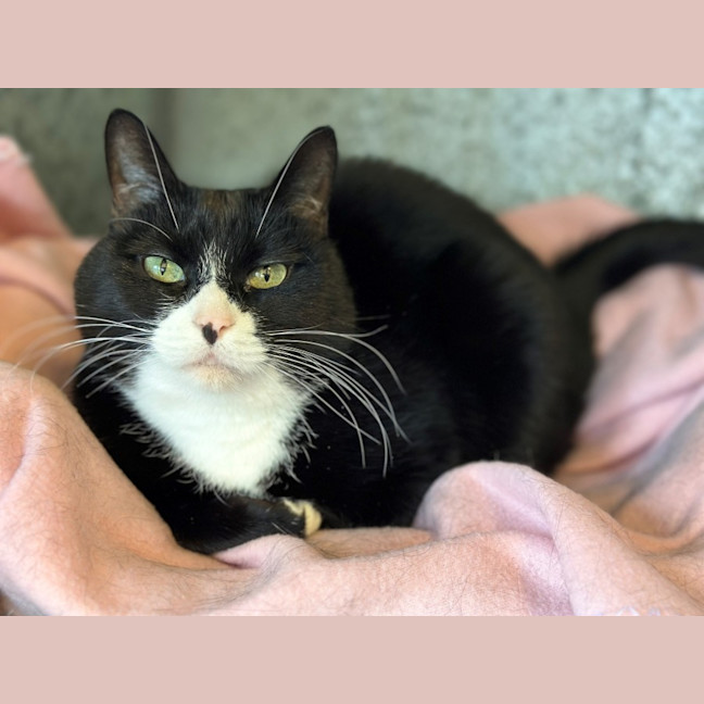 Photo of Xena