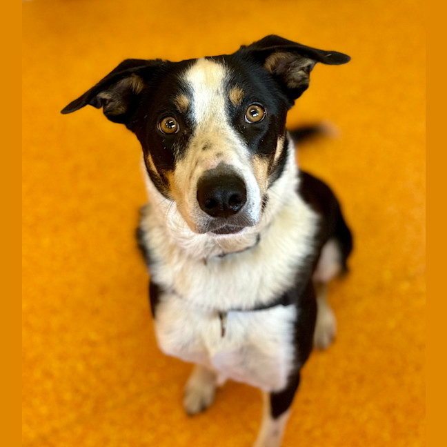 Photo of Comet