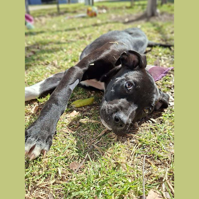 Photo of Olive