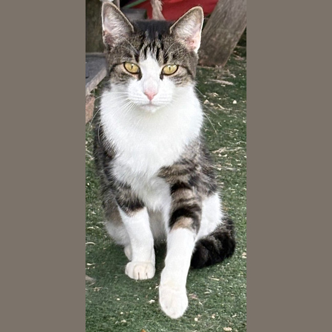 Photo of Chevvy