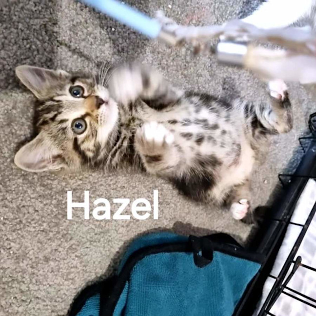 Photo of Hazel