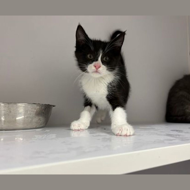 Photo of Oreo