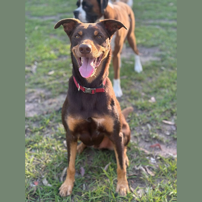 Photo of Digger