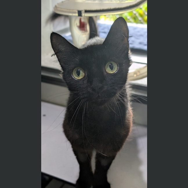 Photo of Lily (Ex Dumpster)