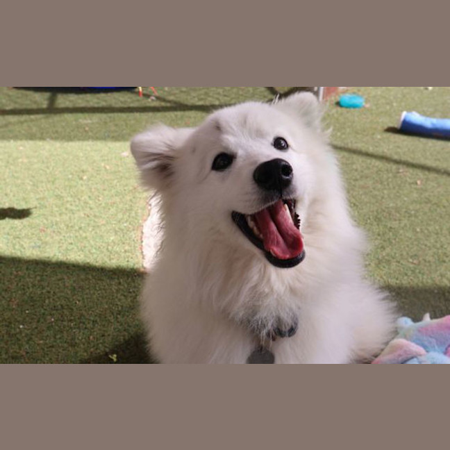 Photo of Lychee