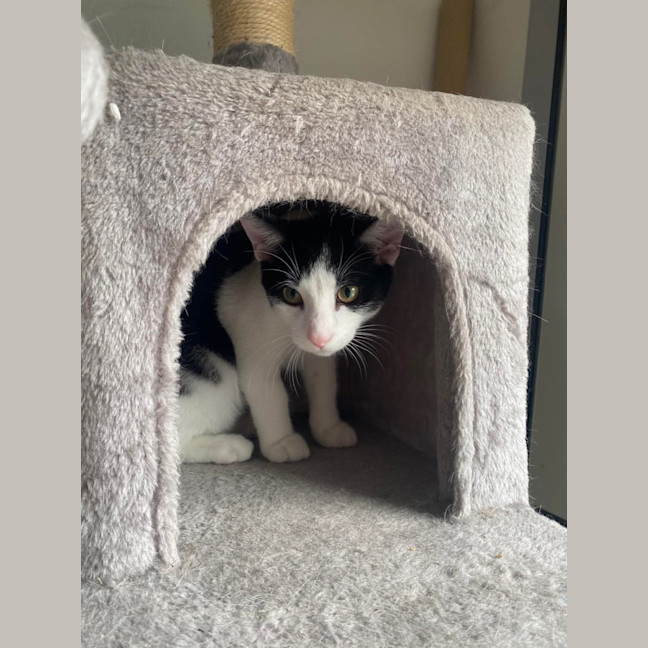 Photo of Rascal 