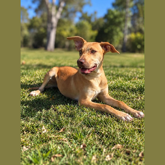 Photo of Lyra