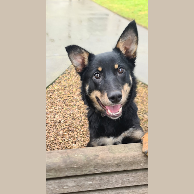 Photo of Bindi