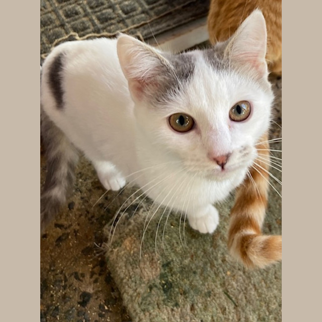 Photo of Kosey