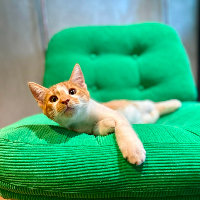 Photo of Tango   In Foster Care In Brunswick East