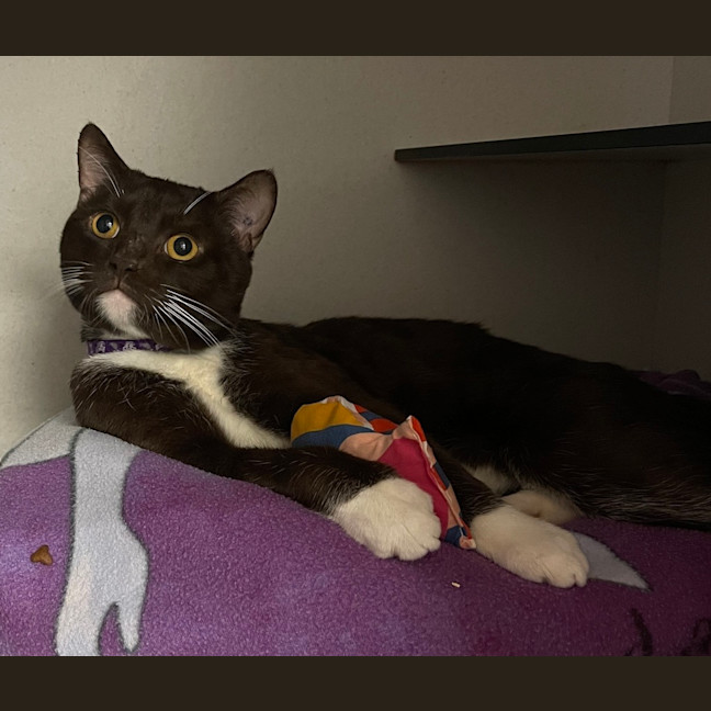Photo of Romeo