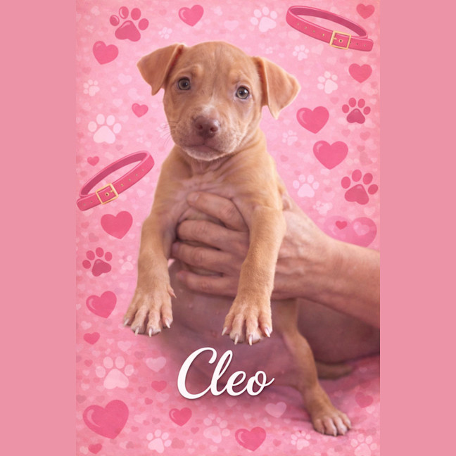 Photo of Cleo