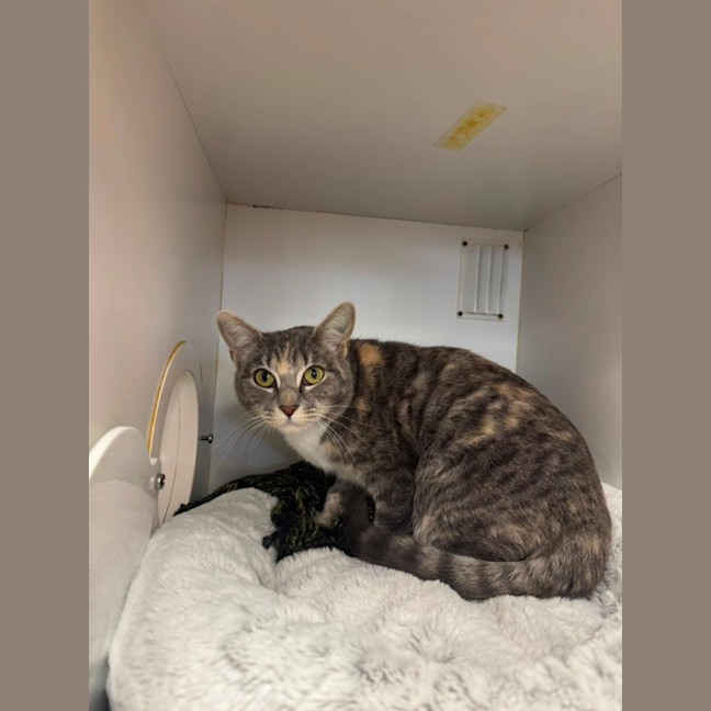 Photo of Phoebe