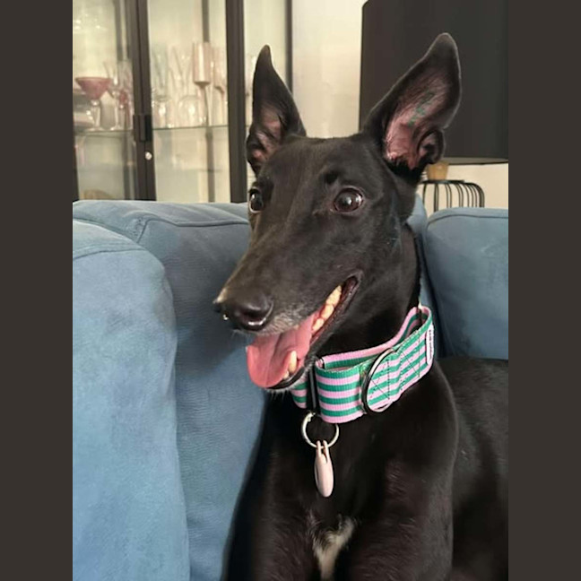 Photo of Chelsea, The Greyhound