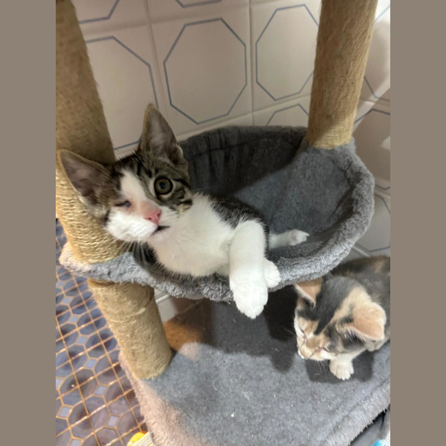 Photo of Chickpea🐥