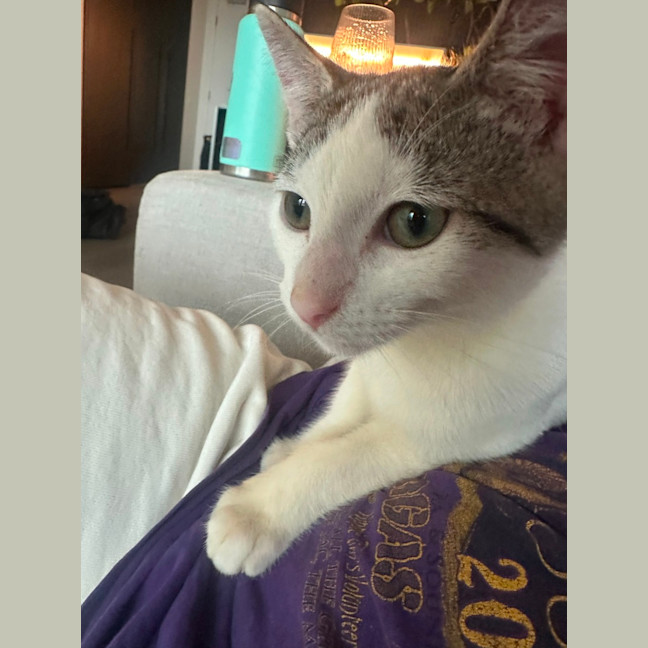 Photo of Bash