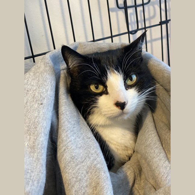 Photo of Loki Sweetness