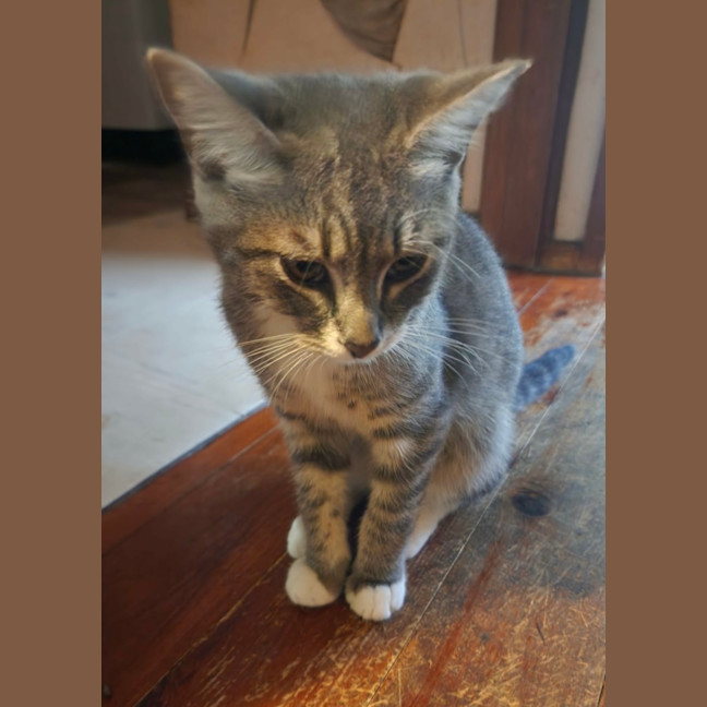 Photo of Macaroni 