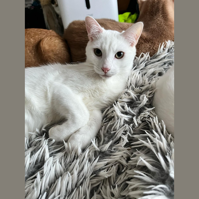 Photo of Leander *9 Lives Project Rescue*