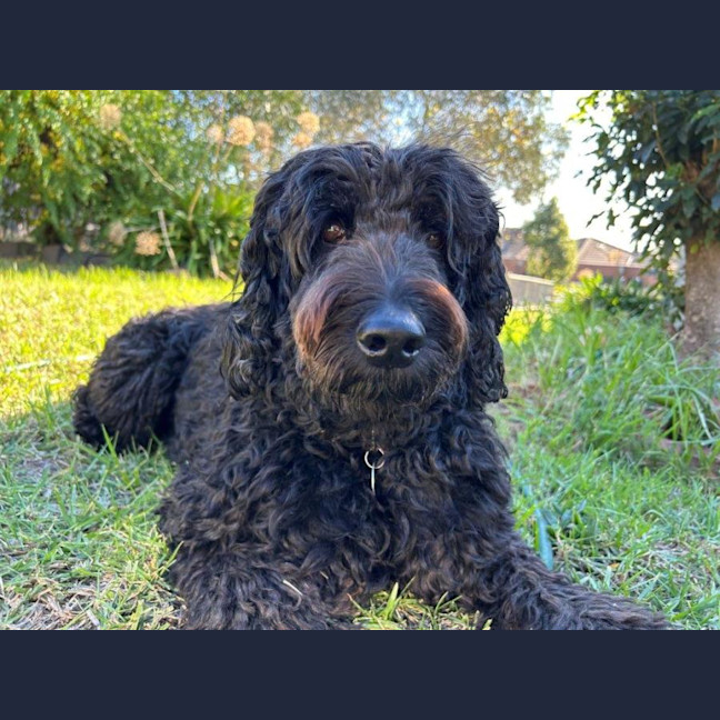 Photo of Bodhi Quinnell