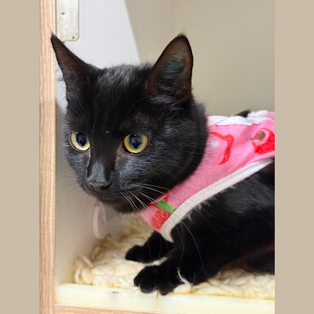 Photo of 🎬 Raven 6393 🎬