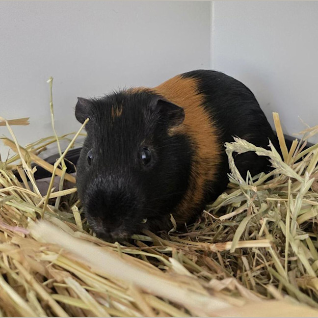 Photo of Mr Bombastic (Bonded To Mr. Worldwide)