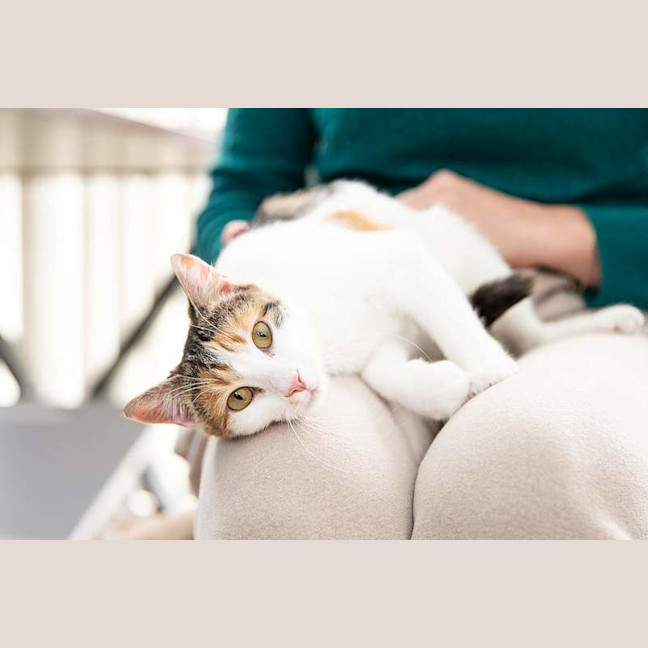 Photo of Cuddles