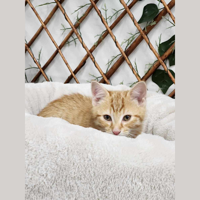 Photo of 🍳 Yolk 5815 🍳