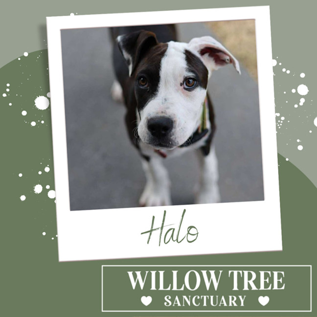 Photo of Halo
