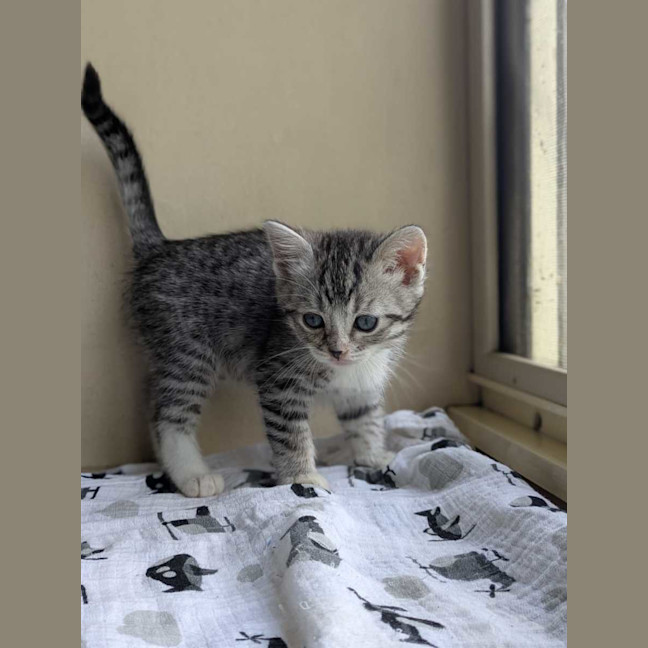 Photo of Foggie