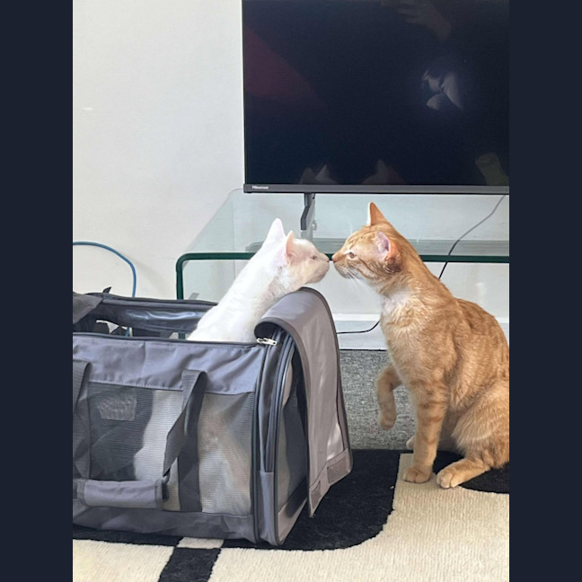 Photo of Mouse / Fig