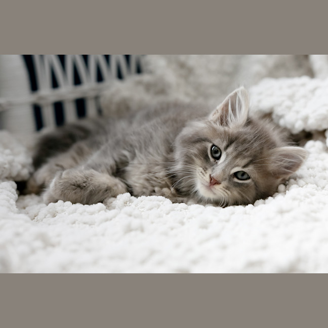 Photo of Truffle